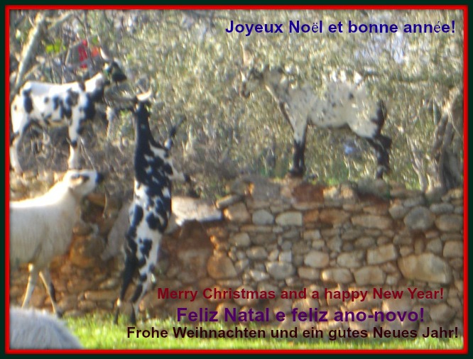Christmas Goats in the Algarve