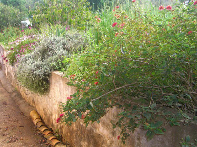Spring 2013 - the path down the side of our apartment, showing off the neighbours flowers and weeds. The first sunny day after several of rain.