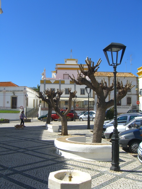 Pruned Jacaranda trees