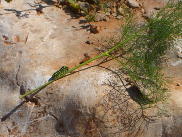 caterpillar on rock with iscas