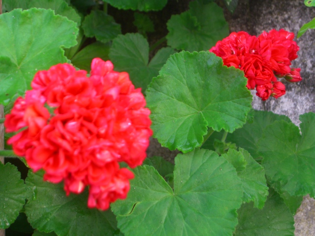 Geraniums are rumoured to keep snakes away.