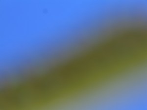 Blurry caterpillar, bright blue sky, clueless photographer