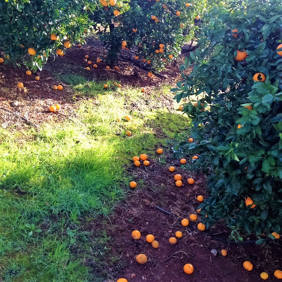 oranges-the-morning-after-the-rain